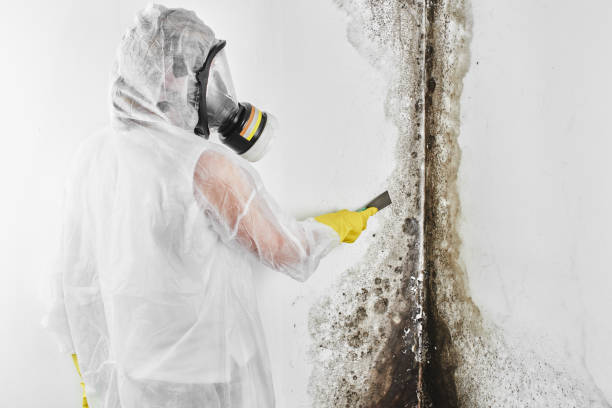 Best Crawl Space Mold Remediation in Zephyrhills, FL