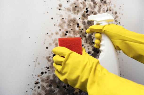 Best Industrial Mold Remediation in Zephyrhills, FL