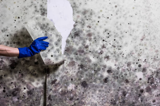 Best Industrial Mold Remediation in Zephyrhills, FL